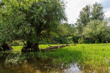 Doğal varlığın korunması - doğal anıt 
