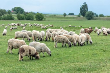 Yeşil Otlaktaki Koyun Sürüsü