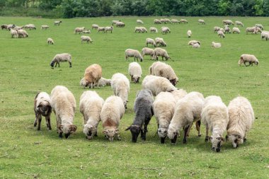 Yeşil Otlaktaki Koyun Sürüsü