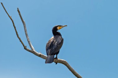 Doğadaki Büyük Karabatak (Phalacrocorax carbo). Bir dalda Büyük Karabatak.