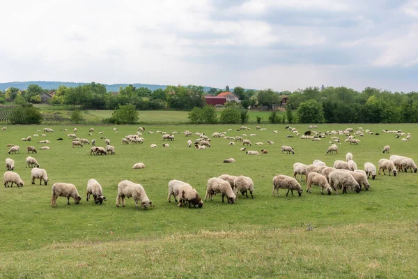 Flock Of Sheep In Green Pasture