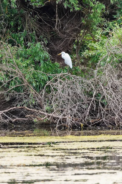 Great egret also known as the common egret, large egret, great white egret or great white heron standing in a tree