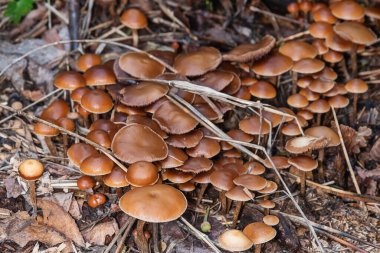 Orman mantar aramak için yürür. Ormanda zehirli mantarlar.