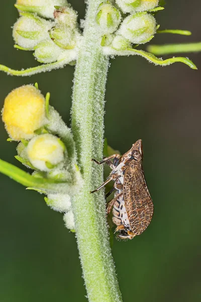 一种雄性大麻植物上的甲虫 甲虫科中的甲虫 — 图库照片