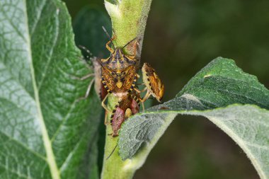 Kokuşmuş böcekler çubukta. Rhaphigaster nebulosa, Pentatomidae familyasından bir böcek türü.