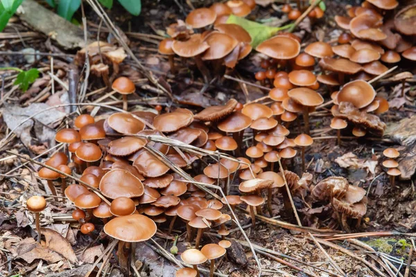 Paseos Por Bosque Busca Setas Setas Venenosas Bosque — Foto de Stock