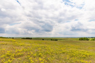 Sırbistan 'da Deliblatska peskarasında filizlenen bir alan