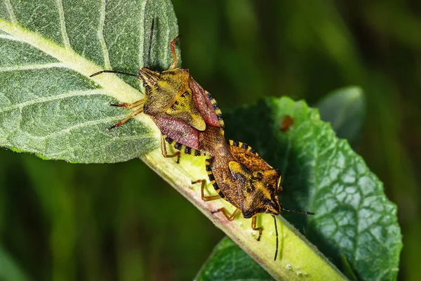 Apareamiento Dos Insectos Escudo — Foto de Stock