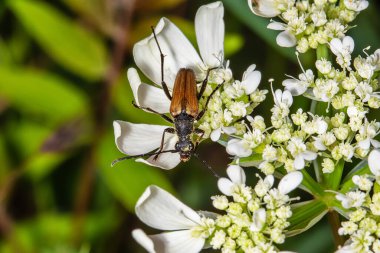 Çiçeklerdeki Böcek Psödovadonia Livida