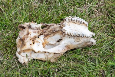 Çimlerin üzerinde bir koyun kafatası