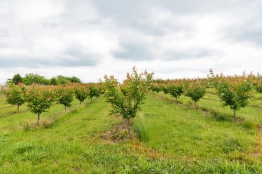 Kayısılı meyve bahçesi. Sırbistan 'da kayısı ağacı çiftliği