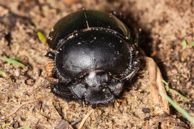Tek bir bok böceğinin makro çekimi. 