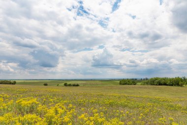 Sırbistan 'da Deliblatska peskarasında filizlenen bir alan