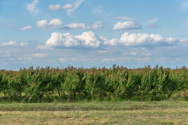 Kayısılı meyve bahçesi. Sırbistan 'da kayısı ağacı çiftliği