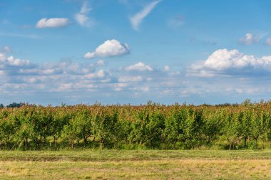 Kayısılı meyve bahçesi. Sırbistan 'da kayısı ağacı çiftliği