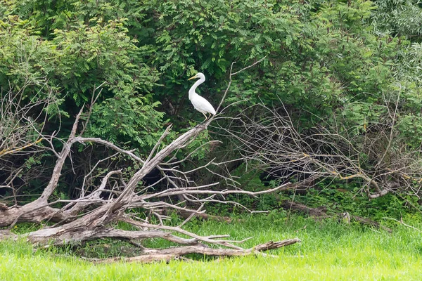 Great egret also known as the common egret, large egret, great white egret or great white heron standing in a tree