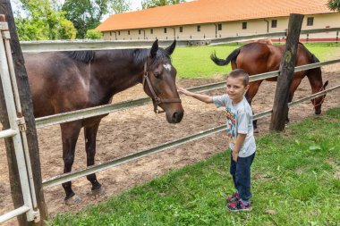 Çiftlikte bir atla oynayan çocuklar.