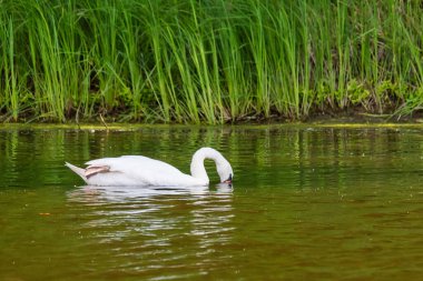 Göldeki Kuğu. Kuğu kafasını suya daldırdı.