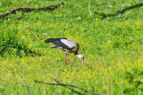 Oiseau Cigogne Avec Des Plumes Blanches Noires Distinctives Recherche Nourriture — Photo