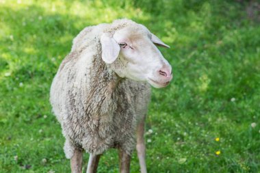 Çayırda koyun var.