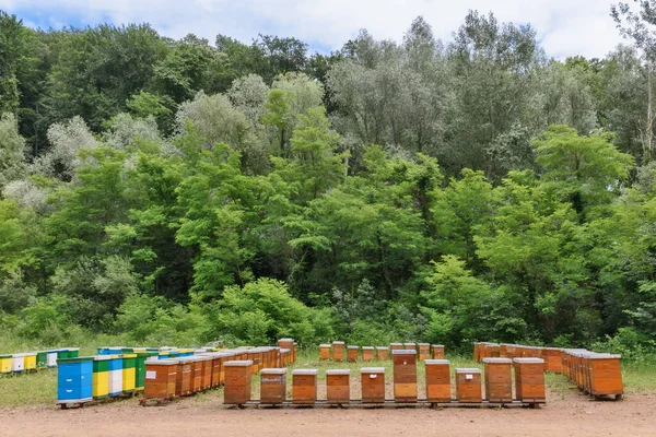 Ульи Фруской Горе Сербии Пчелиное Пастбище — стоковое фото