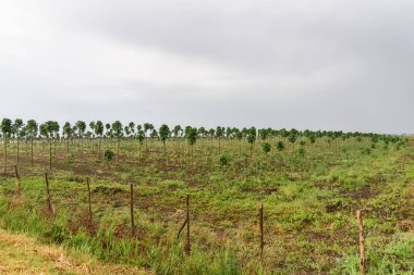 Güzel ormanlık, Paulownia ağaç çiftliği. Paulownia ağacı gövdesi büyüyor.