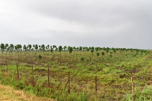 Bonito Bosque Plantación Árboles Paulownia Crecimiento Del Tronco Del Árbol —  Fotos de Stock