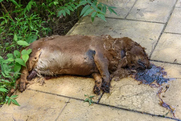 Dead dog by the side of the road. Accidents with pets. Decaying dog corpse