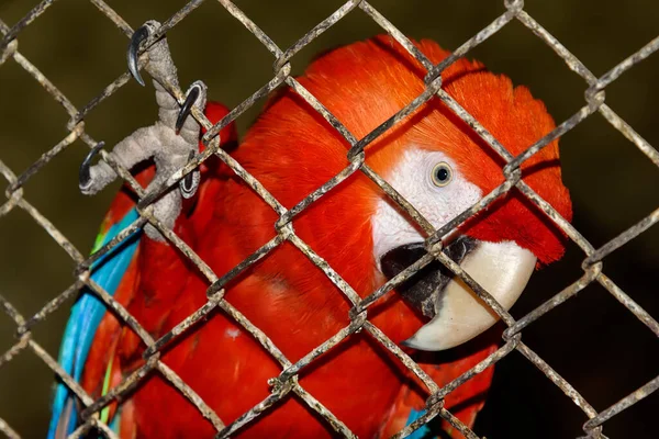 Red Parrot Cage Claw Lattice — Stock Photo, Image