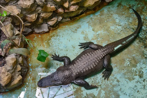 Cocodrilo Piscina — Foto de Stock