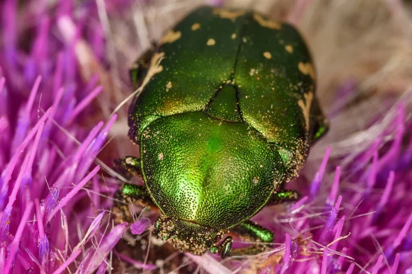 Grön Skalbagge Protaetia Ungarica Blom — Stockfoto