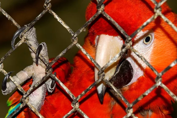 Červený Papoušek Kleci Spár Mříž — Stock fotografie