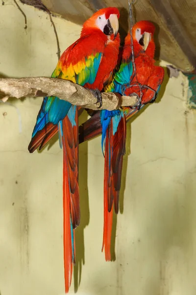Dva Papoušci Kleci — Stock fotografie