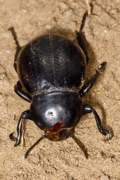 沙地中的黑色甲虫 金丝虫 — 图库照片