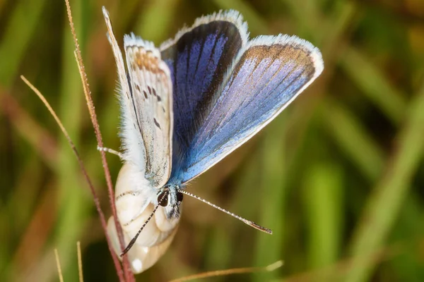 常见的蓝色蝴蝶是荔枝科和多毛蝴蝶亚科的蝴蝶 — 图库照片