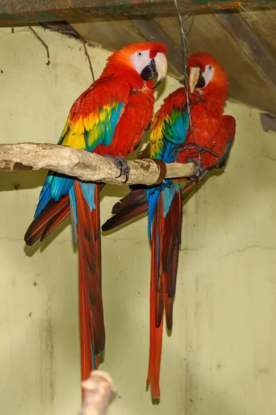 Two Red Parrots Cage — Stock Photo, Image