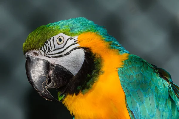 Green Yellow Parrot Captivity — Stock Photo, Image