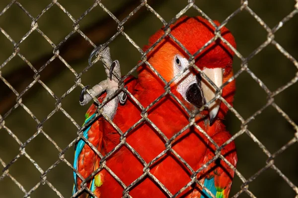 Czerwona Papuga Klatce Szpon Krata — Zdjęcie stockowe