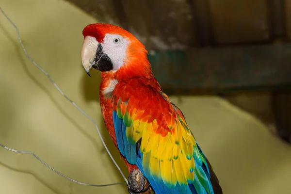 Červený Papoušek Kleci — Stock fotografie