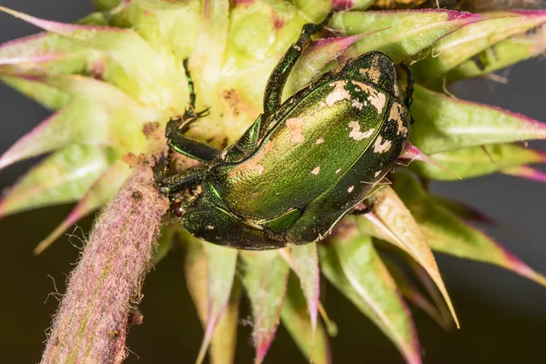 绿甲虫 Protaetia Ungarica — 图库照片