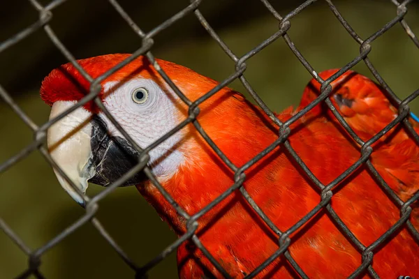 Červený Papoušek Kleci Spár Mříž — Stock fotografie