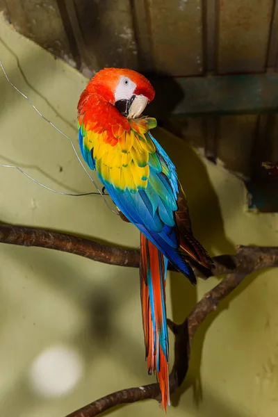 Zelený Červený Žlutý Papoušek Zajetí — Stock fotografie