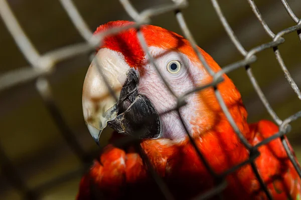 Krásný Červený Papoušek Zajetí — Stock fotografie