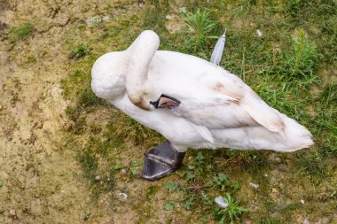 Çimlerin üzerinde zarif bir kuğu