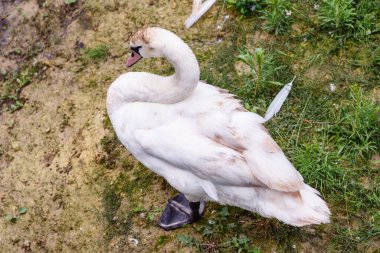 Çimlerin üzerinde zarif bir kuğu