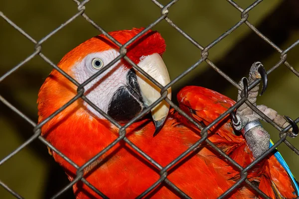 Beautiful Red Parrot Captivity — Stock Photo, Image