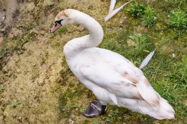 Çimlerin üzerinde zarif bir kuğu
