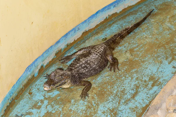 Cocodrilo Piscina — Foto de Stock