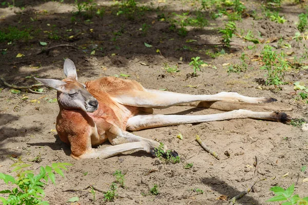 Kangourou Posant Peu Comme Humain — Photo