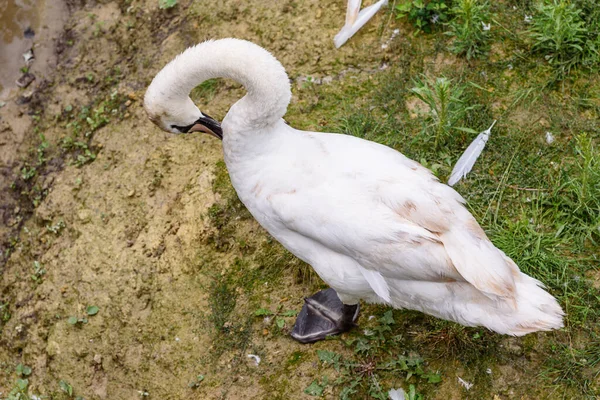 Çimlerin üzerinde zarif bir kuğu